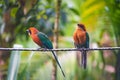 Closeup shot of a pair of beautiful Broad-billed motmot birds perched on a horizontal metal pole