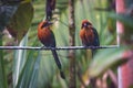 Closeup shot of a pair of beautiful Broad-billed motmot birds in a tropical forest