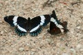 Closeup shot of the pair of butterflies on the ground