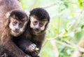 Closeup shot of a pair of cute capuchin monkey