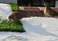 Closeup shot of a pair of doves eating green grass surrounded by snow