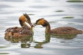 Closeup shot of a pair of great crested grebe birds feeding a freshly caught worm to a chick