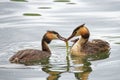 Closeup shot of a pair of great crested grebe birds feeding a freshly caught worm to a chick