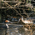 Closeup shot of a pair of great crested grebe birds in a pond