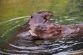 Closeup shot of a pair of hippos in a lake