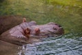 Closeup shot of a pair of hippos in a lake