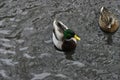 Closeup shot of a pair of mallards swimming in a pond Royalty Free Stock Photo