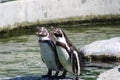 Closeup shot of a pair of Penguins surrounded by water