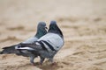 Closeup shot of a pair of pigeons on the shore