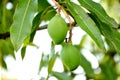 Closeup shot of a pair of ripe green mango hanging from a branch in a garden.