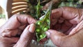 Shelling Pigeon Peas