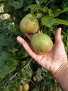 Closeup shot of a pair of unpicked pears in a human`s hand Royalty Free Stock Photo