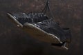 Closeup Shot of Pair of Worn-out Standard European Ballroom Dance Shoes. Against Black Background