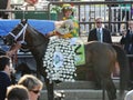 Closeup shot of Palace Malice after winning the Belmont Stakes Royalty Free Stock Photo