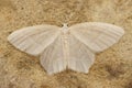 Closeup shot of a pale emerald silver-lines moth on a brown sandy surface