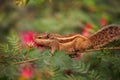 Closeup Shot of a Palm Squirrel in India Royalty Free Stock Photo