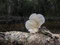 Closeup shot of panellus mushroom on a tree bark