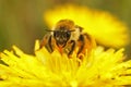 Closeup shot of a pantaloon bee on a yellow flower isolated on a blurred background