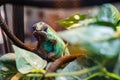 Closeup shot of a Panther chameleon Royalty Free Stock Photo