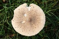 Closeup shot of parasol mushroom on the grass. Royalty Free Stock Photo