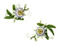 Passion flower on white. Royalty Free Stock Photo