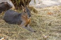 Patagonian mara lies on straw at the zoo Royalty Free Stock Photo