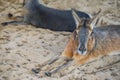 Closeup shot of Patagonian mara resting on straw at the zoo Royalty Free Stock Photo