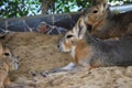 Closeup shot of Patagonian mara resting on straw at the zoo