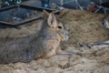 Closeup shot of Patagonian mara resting on straw at the zoo Royalty Free Stock Photo