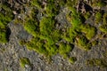 Closeup shot of patches of moss on a gray stone material