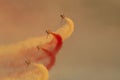 Closeup shot of the Patrouille Suisse F5 demo team formation during the show in Sanicole