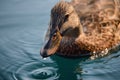 Closeup shot of a patterned mallard duck with water drops dripping from the beak Royalty Free Stock Photo