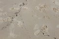 Closeup shot of pawprints on the sand