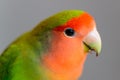 Closeup shot of a peach-faced lovebird with a blurred grey background Royalty Free Stock Photo