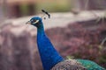 Closeup Shot Of A Peacock With Bokeh Background