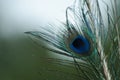 Closeup shot of a peacock feather on a blurry background Royalty Free Stock Photo