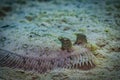 Closeup shot of a  Peacock Flounder resting on the seabed Royalty Free Stock Photo