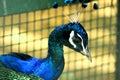 Closeup shot of Peacock`s face with neck