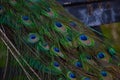 Closeup shot of a peacocks tail feathers