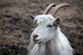 Closeup shot of a Peasantry goat breed with blurred background