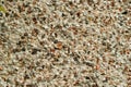 Closeup shot of the pebbledash wall - perfect for background Royalty Free Stock Photo