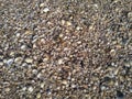 Closeup shot of pebbles and shells on the beach Royalty Free Stock Photo