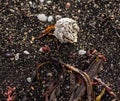 Closeup shot of pebbles, shells, and seaweed on the beach, Iceland Royalty Free Stock Photo