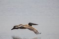 Closeup shot of pelican bird flying in water Royalty Free Stock Photo