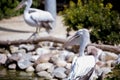 Closeup shot of a pelican with a blurred background Royalty Free Stock Photo