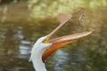 Closeup shot of a pelican catching a fish in its beak in the air Royalty Free Stock Photo