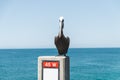 Closeup shot of a pelican on the Pensacola Florida pier in the summer