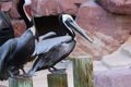 Closeup shot of pelicans perched on wooden pillars