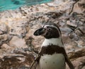 Closeup shot of a penguin looking sideways with rocks and water on the background Royalty Free Stock Photo