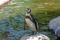 Closeup shot of a penguin on pond stone